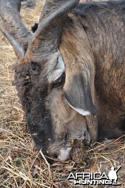 Lord Derby Eland hunt Central African Republic