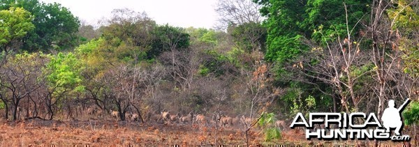 Lord Derby Eland in Central African Republic