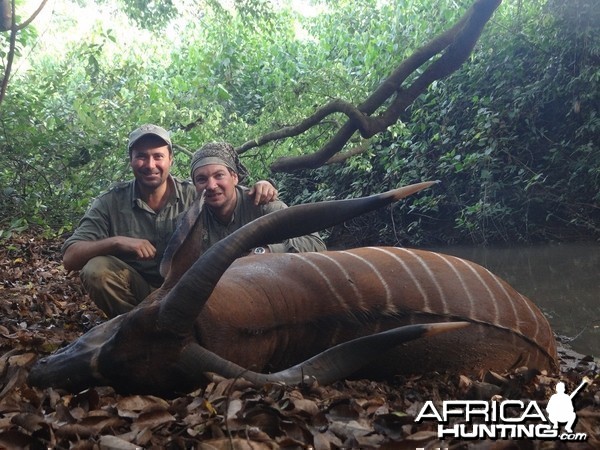 Bongo hunt with CAWA in CAR