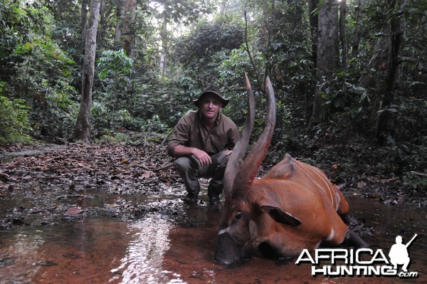 Bongo hunt with CAWA in CAR