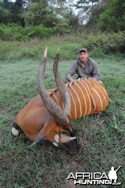 Bongo hunt with CAWA in CAR