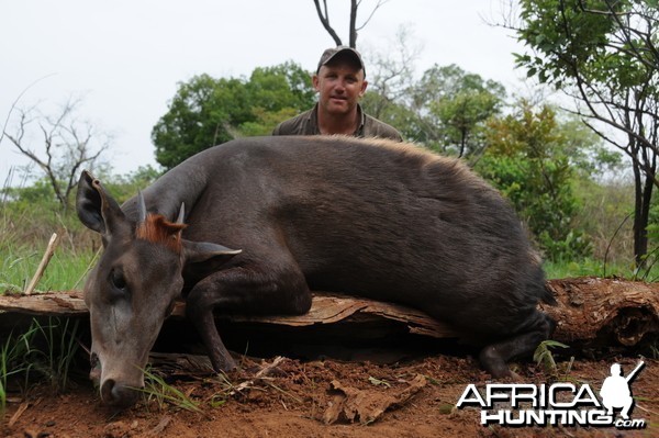 Yellow Back Duiker hunt with CAWA in CAR