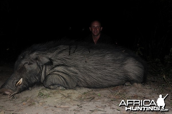 Giant Forest Hog hunt with CAWA in CAR