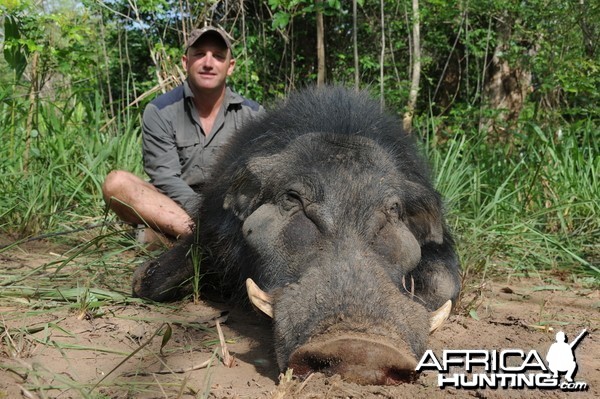 Giant Forest Hog hunt with CAWA in CAR