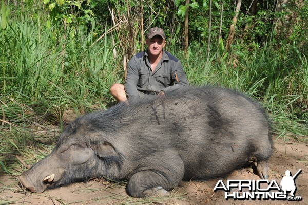 Giant Forest Hog hunt with CAWA in CAR