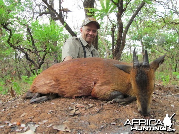 Red Flanked Duiker hunt with CAWA in CAR