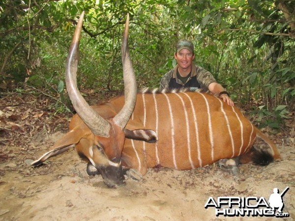 Bongo hunt with CAWA in CAR