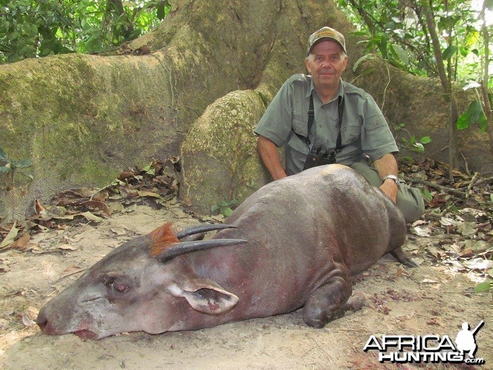 Yellow Back Duiker hunt with CAWA in CAR