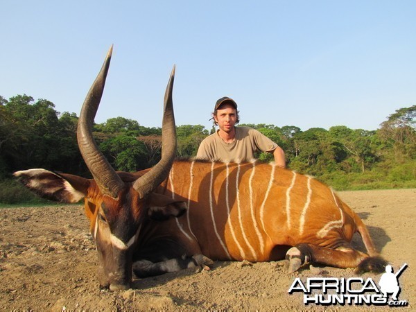 Bongo hunt with CAWA in CAR