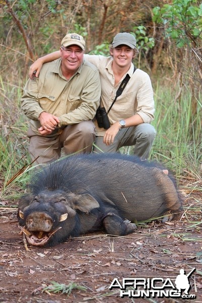 Giant Forest Hog hunt with CAWA in CAR