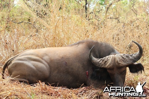 Buffalo hunt with CAWA in CAR