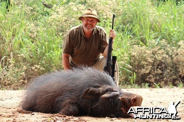 Giant Forest Hog hunt with CAWA in CAR