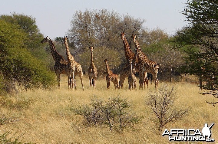 Giraffe