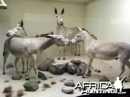 Taxidermy African Wild Ass