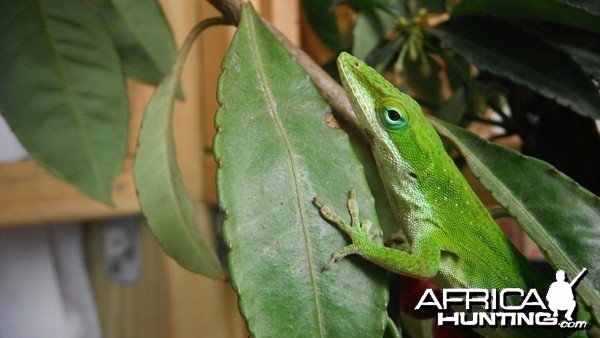 Green Anole