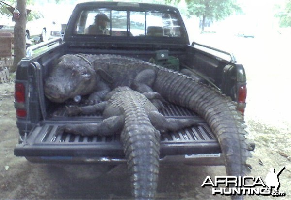 LOUISIANA'S LARGEST ALLIGATOR