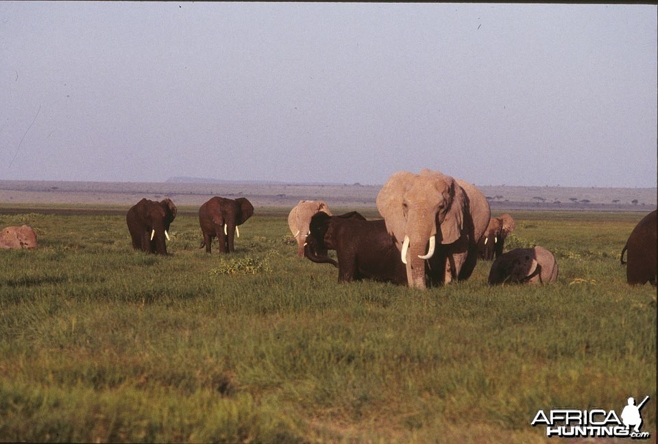 Kenya 1995 Elephants