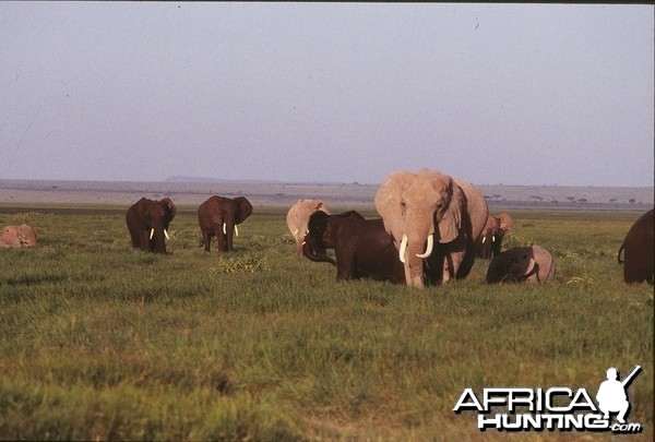 Kenya 1995 Elephants