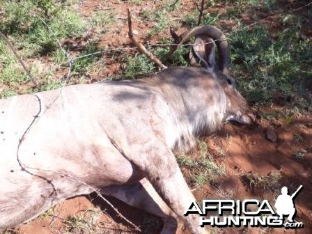 Kudu bull