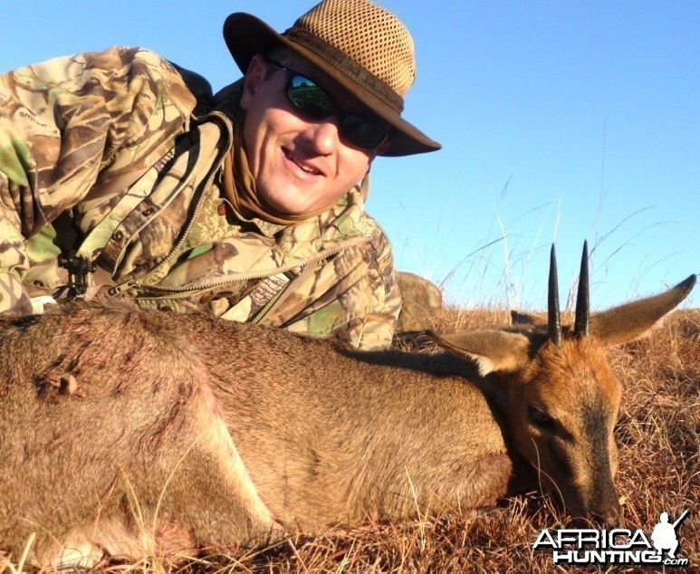 Grey Duiker
