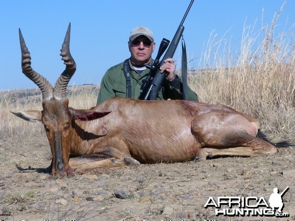 Red Hartebeest