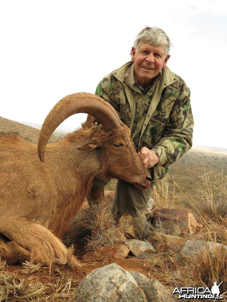My Dad's 27.5&quot; Barbery Sheep