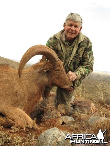 My Dad's 27.5&quot; Barbery Sheep