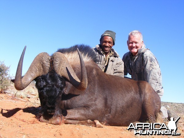 Black Wildebeest hunt with Wintershoek Johnny Vivier Safaris