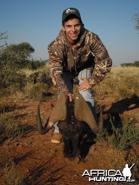 Black Wildebeest hunt with Wintershoek Johnny Vivier Safaris