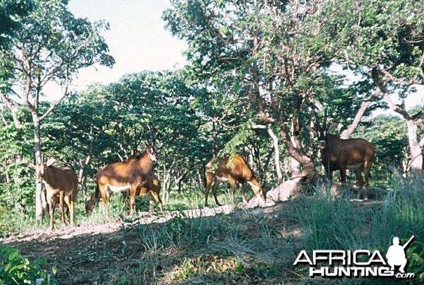 Giant or Royal Sable in Angola