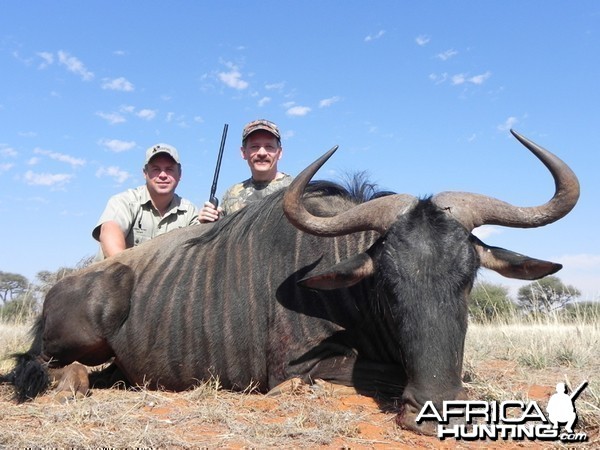 Blue Wildebeest hunt with Wintershoek Johnny Vivier Safaris