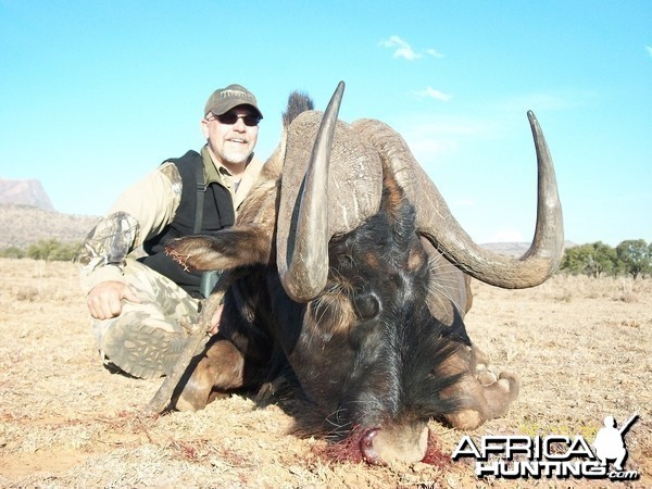 black wildebeest