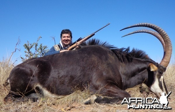 Great Sable Bull