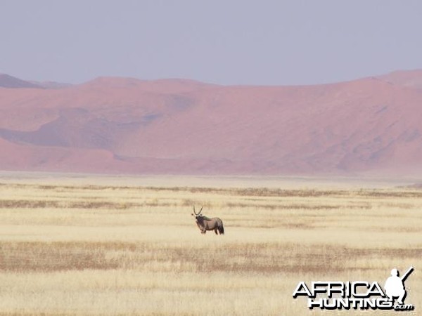 Gemsbok at Sossusvlei Namibia