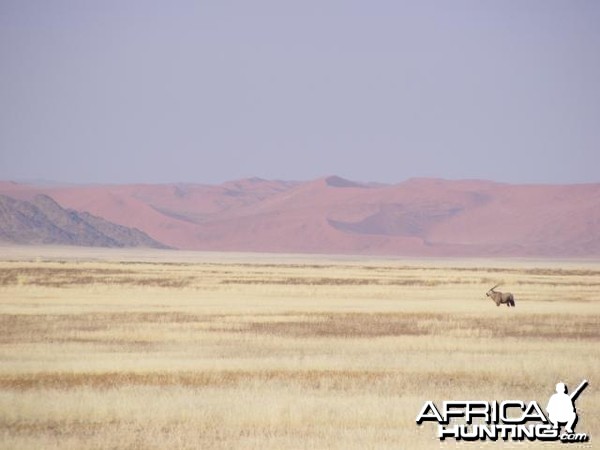 Gemsbok at Sossusvlei Namibia