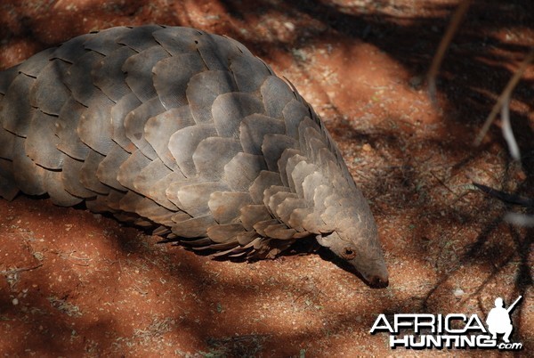 Giant Pangolin