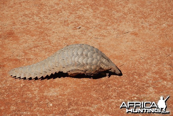 Giant Pangolin