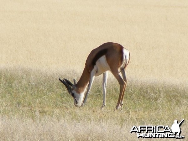 Springbok at Sossusvlei Namibia