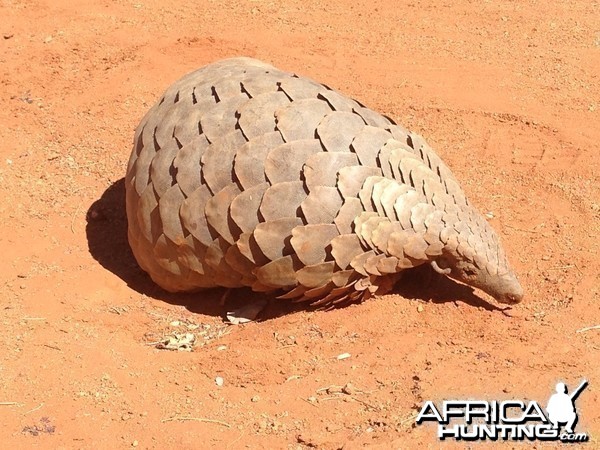 Giant Pangolin