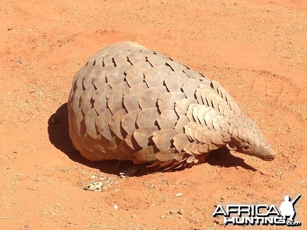 Giant Pangolin