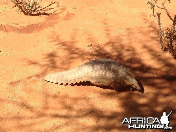 Giant Pangolin