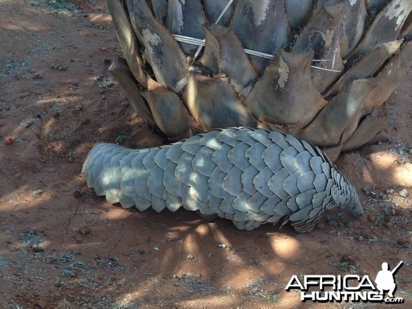 Giant Pangolin