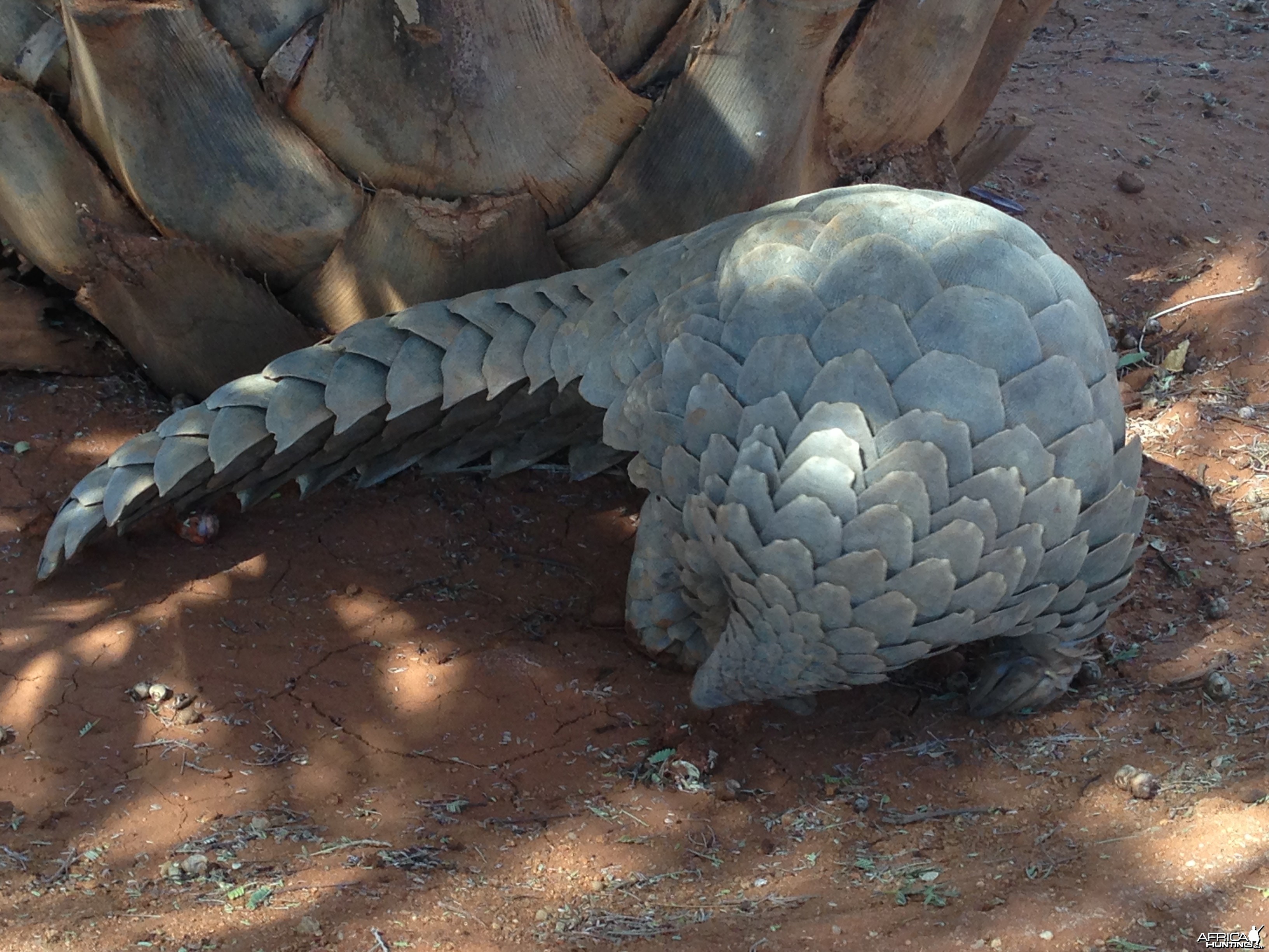 Giant Pangolin