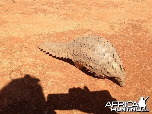 Giant Pangolin