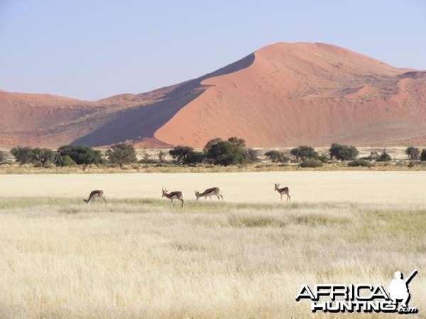 Springbok at Sossusvlei Namibia