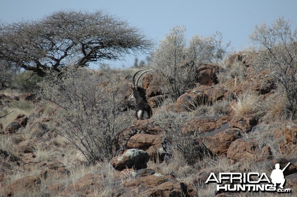 Sable bull at Wintershoek