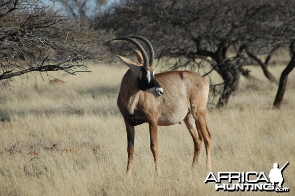 Roan bull at Wintershoek