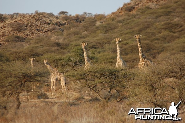 Giraffes at Wintershoek