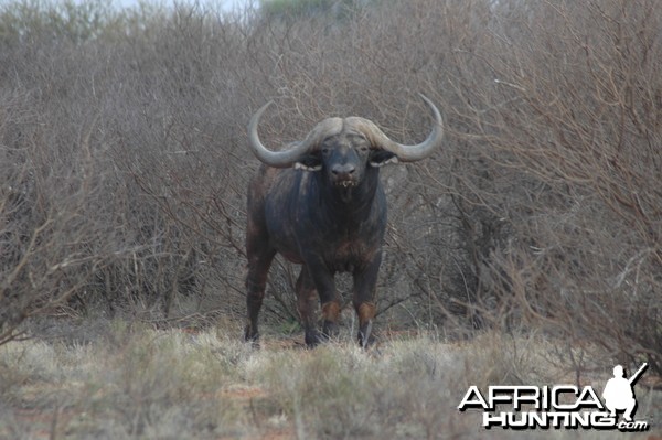 53&quot; Breeder bull at Wintershoek