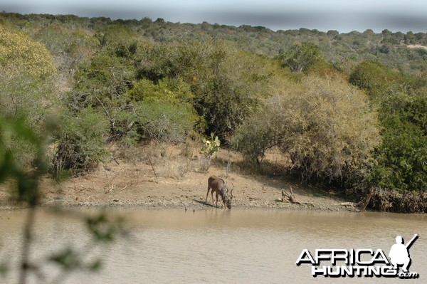 Kudu at pond, Eastern Cape, South Africa